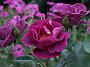 Rosa Rhapsodie in Blue
